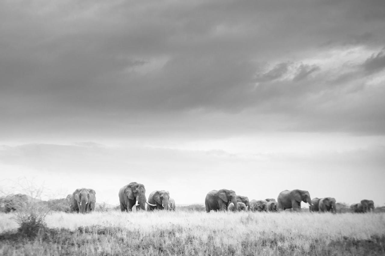 Rhino Sands Safari Camp Manyoni Private Game Reserve Екстериор снимка