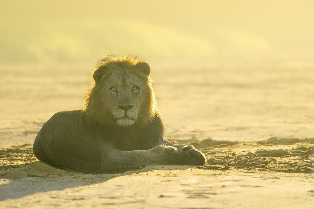 Rhino Sands Safari Camp Manyoni Private Game Reserve Екстериор снимка