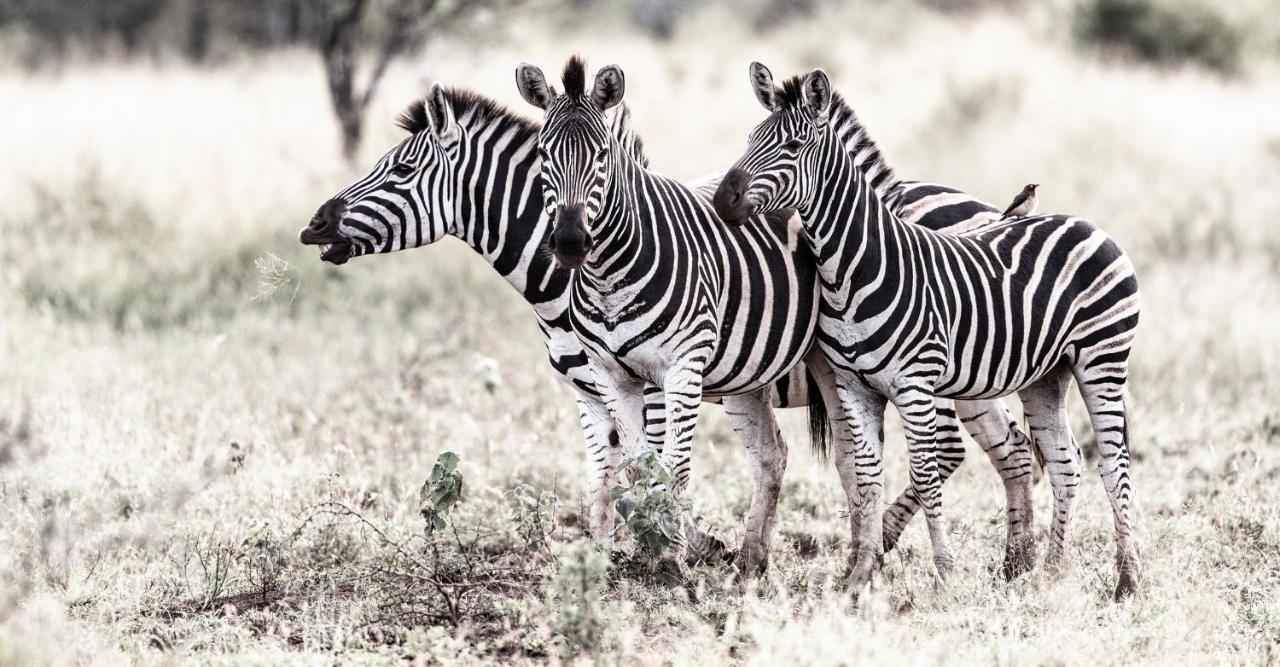 Rhino Sands Safari Camp Manyoni Private Game Reserve Екстериор снимка